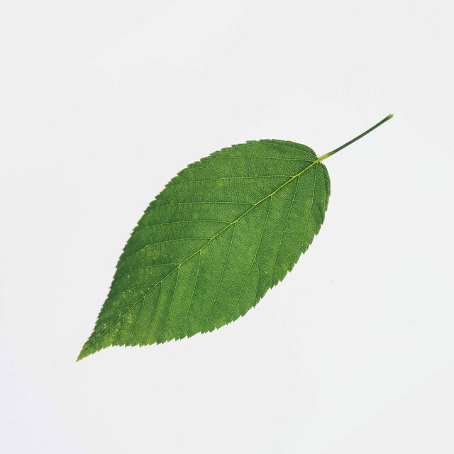 T.
